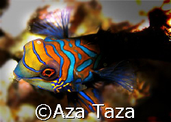 Dusk dive. Mandarin Fish. Olympus C5060.  by Aza Taza 
